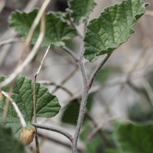 Photographie n°65106 du taxon Convolvulus althaeoides L.