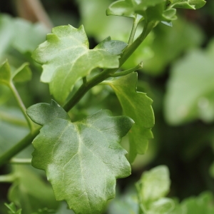  - Senecio angulatus L.f.