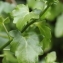  Marie  Portas - Senecio angulatus L.f.