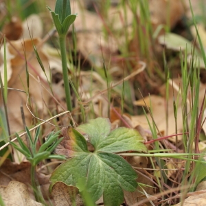 Photographie n°65114 du taxon Anemone hortensis L.