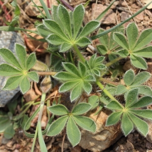  - Lupinus micranthus Guss.