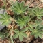  Marie  Portas - Lupinus micranthus Guss.