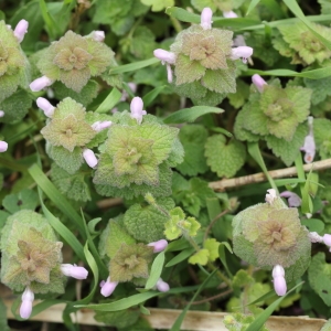 Photographie n°65126 du taxon Lamium purpureum L. [1753]