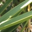  Marie  Portas - Yucca aloifolia L.