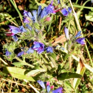 Photographie n°65141 du taxon Echium vulgare L. [1753]