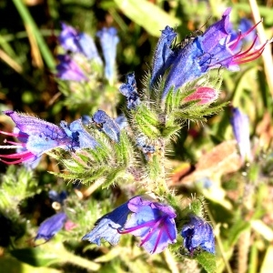 Photographie n°65142 du taxon Echium vulgare L. [1753]