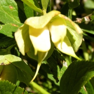 Photographie n°65148 du taxon Helleborus viridis L. [1753]