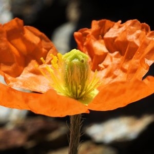 Photographie n°65152 du taxon Papaver lapeyrousianum Gutermann ex Greuter & Burdet [1981]