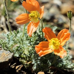 Photographie n°65153 du taxon Papaver lapeyrousianum Gutermann ex Greuter & Burdet [1981]