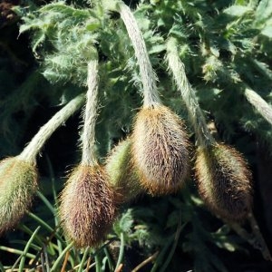 Papaver lapeyrousianum Gutermann ex Greuter & Burdet (Pavot de Lapeyrouse)