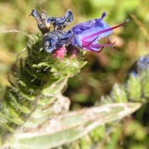 Photographie n°65157 du taxon Echium vulgare L. [1753]