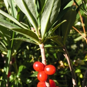 Photographie n°65160 du taxon Daphne mezereum L. [1753]