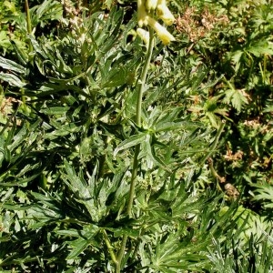 Photographie n°65164 du taxon Aconitum lycoctonum subsp. vulparia (Rchb.) Nyman [1889]