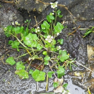 Photographie n°65170 du taxon Cochlearia danica L. [1753]