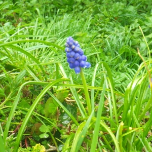 Photographie n°65180 du taxon Muscari neglectum Guss. ex Ten. [1842]