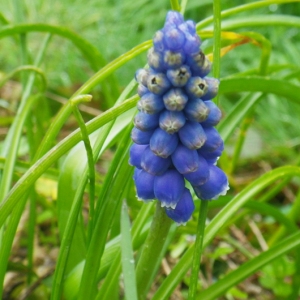 Photographie n°65182 du taxon Muscari neglectum Guss. ex Ten. [1842]