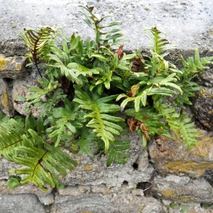 Photographie n°65184 du taxon Polypodium interjectum Shivas [1961]