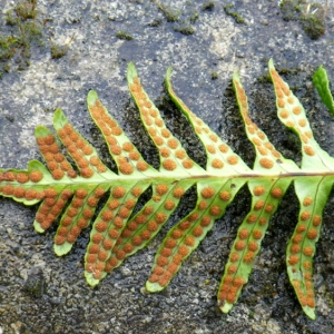 Polypodium vulgare var. acutilobum Lej. & Courtois (Polypode du Chêne)