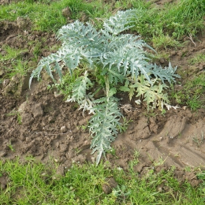 Photographie n°65188 du taxon Cynara scolymus L. [1753]