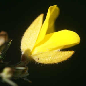 Photographie n°65195 du taxon Ulex europaeus L. [1753]