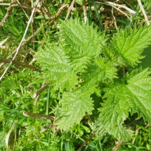 Photographie n°65201 du taxon Urtica urens L. [1753]