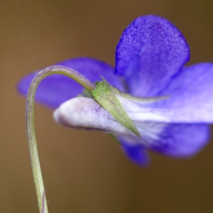 Photographie n°65202 du taxon Viola riviniana Rchb. [1823]