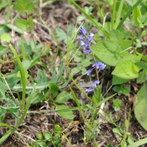 Photographie n°65213 du taxon Polygala calcarea F.W.Schultz [1837]