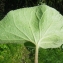  Liliane Roubaudi - Petasites fragrans (Vill.) C.Presl [1826]