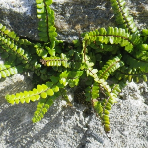 Photographie n°65245 du taxon Asplenium trichomanes L. [1753]