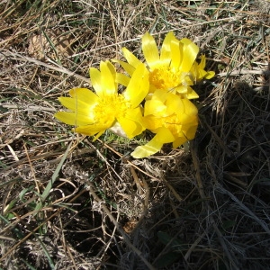 Photographie n°65246 du taxon Adonis vernalis L. [1753]