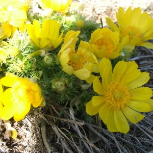 Photographie n°65247 du taxon Adonis vernalis L. [1753]