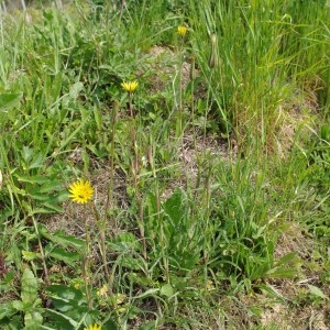 Photographie n°65258 du taxon Tragopogon pratensis L. [1753]