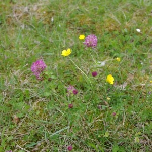 Photographie n°65260 du taxon Trifolium pratense L. [1753]