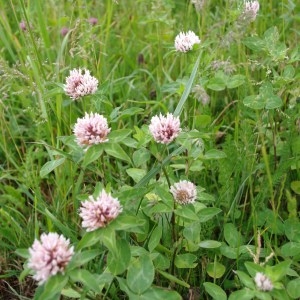 Photographie n°65261 du taxon Trifolium pratense L. [1753]