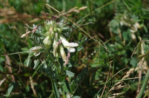 Jean-Luc Gorremans, le 22 mai 2011 (Saint-Cyr-la-Rivière)