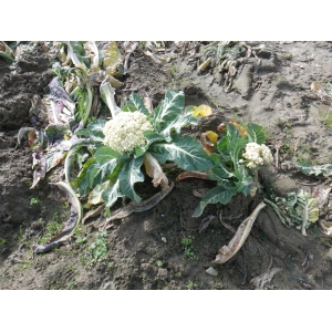 Brassica oleracea subsp. botrytis (L.) Duchesne var. botrytis