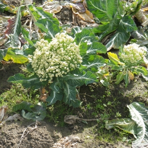  - Brassica oleracea var. botrytis