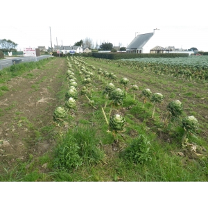 Brassica oleracea subsp. oleracea var. gemmifera DC.