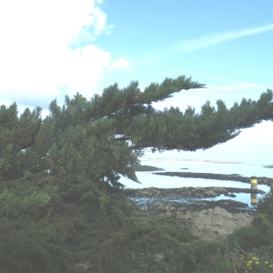 Photographie n°65285 du taxon Cupressus macrocarpa var. lambertiana (Carrière) Mast. [1896]