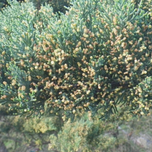 Photographie n°65286 du taxon Cupressus macrocarpa var. lambertiana (Carrière) Mast. [1896]