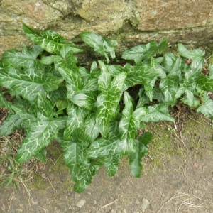 Photographie n°65289 du taxon Arum italicum Mill. [1768]