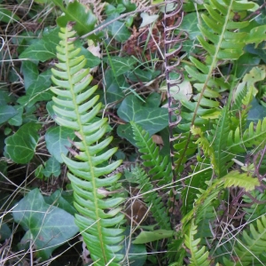 Photographie n°65291 du taxon Blechnum spicant (L.) Roth [1794]