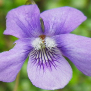 Photographie n°65305 du taxon Viola riviniana Rchb. [1823]