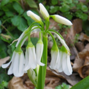 Photographie n°65307 du taxon Allium triquetrum L. [1753]