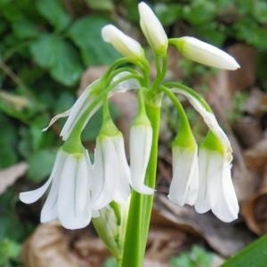 Photographie n°65308 du taxon Allium triquetrum L. [1753]