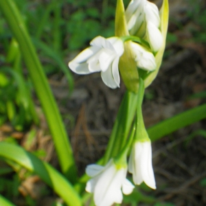 Photographie n°65309 du taxon Allium triquetrum L. [1753]