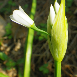 Photographie n°65310 du taxon Allium triquetrum L. [1753]