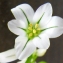  Liliane Roubaudi - Allium triquetrum L. [1753]