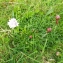  Liliane Roubaudi - Armeria maritima subsp. maritima