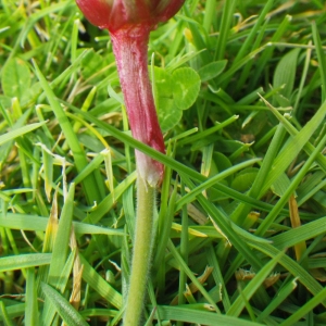 Photographie n°65320 du taxon Armeria maritima subsp. maritima